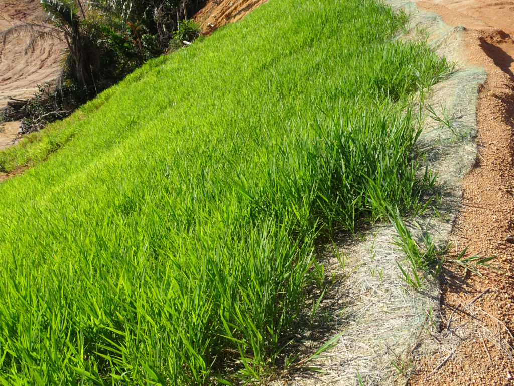 Erosion Control Blanket