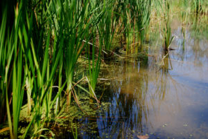 Wetlands