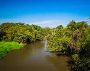 Image of Riparian Buffer